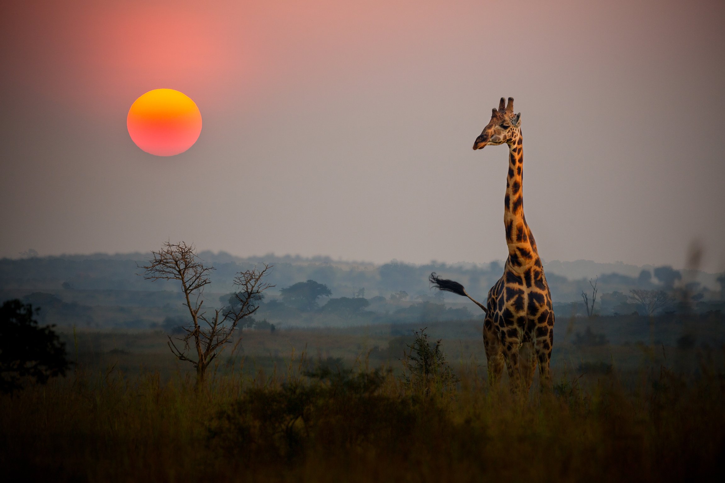 African Safari